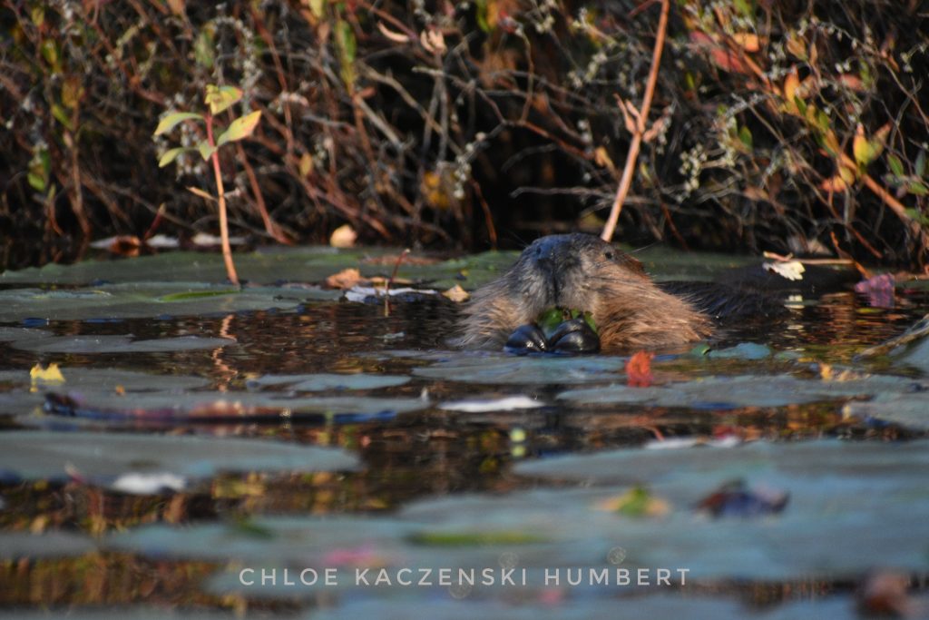 Beaver at White Deer Lake in Delaware State Forest, Pennsylvania.