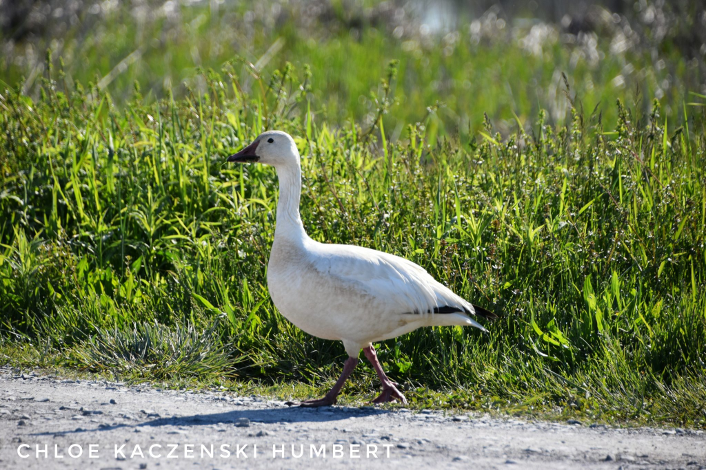 Snow goose at Montezuma National Wildlife Refuge in Seneca Falls New York. May 17, 2021. Photo by Chloe Kaczenski Humbert.